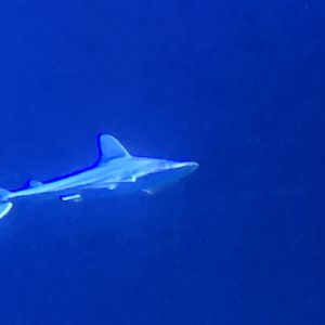 Sandbar shark