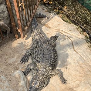 South African Nile crocodile