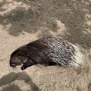 Indian crested porcupine