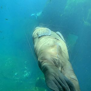 Pacific walrus