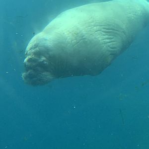 Pacific walrus