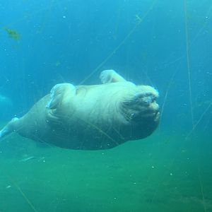 Pacific walrus