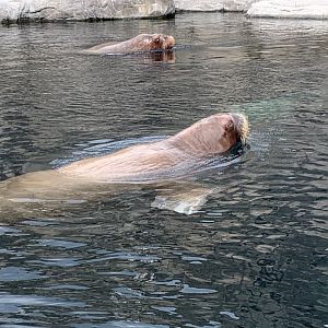 Pacific walruses