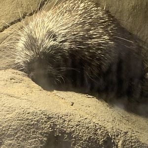 North American porcupine