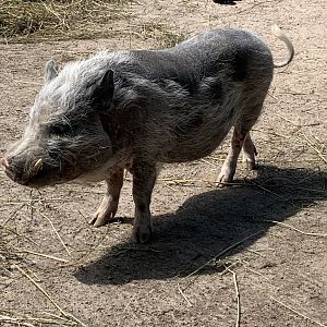 Minipig