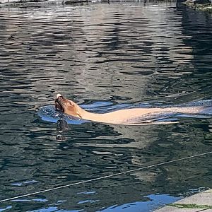 South American fur seal