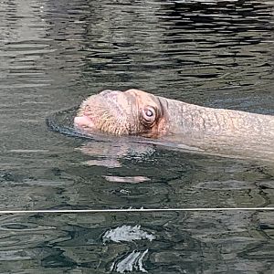 Pacific walrus