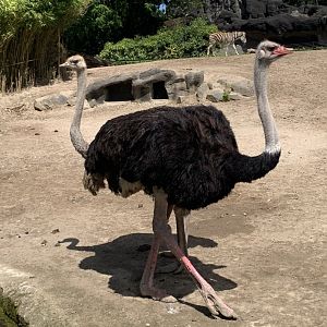 South African ostriches