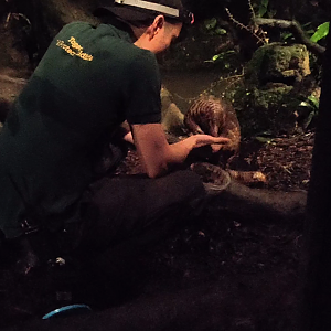 Sunda Pangolin Feeding