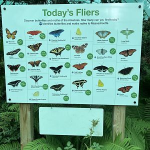 Butterfly Hollow Species List