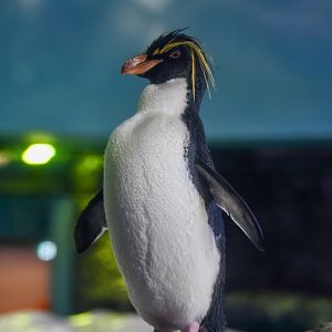 Northern Rockhopper Penguin