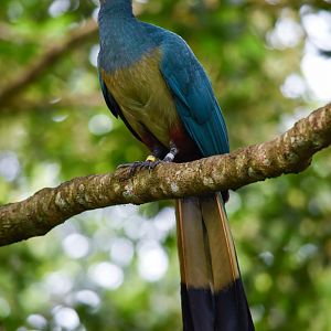 Great Blue Turaco