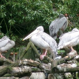 Pink-backed pelicans