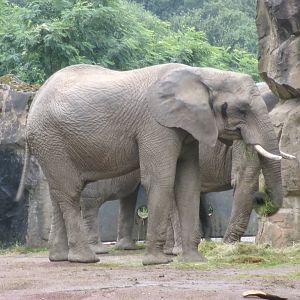 South African elephant