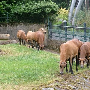 Cameroon sheep