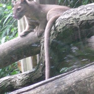 Fossa