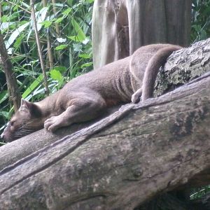 Fossa