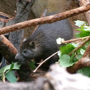 Demarest's hutia