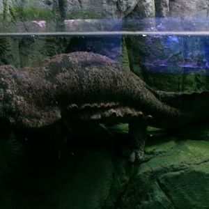 Chinese giant salamander