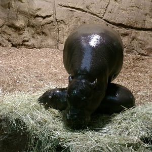 Pygmy hippos