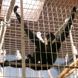 Northern White-cheeked Gibbon