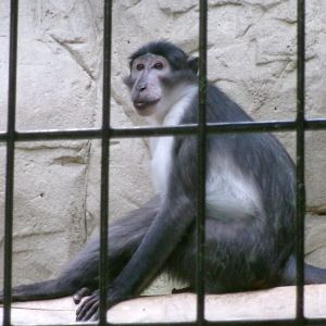 White-naped mangabey