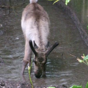 Domestic Reindeer