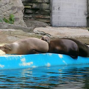 California sea lions