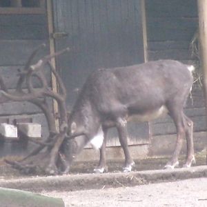 Domestic Reindeer