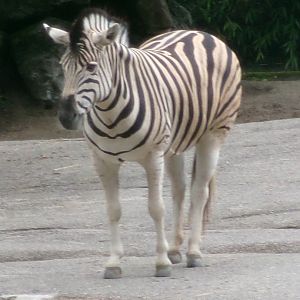 Burchell's zebra