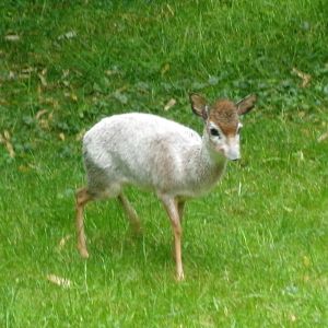 Kirk's dik-dik