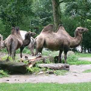 Bactrian camels