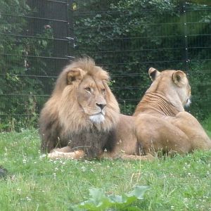 Lions