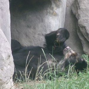Spectacled bear