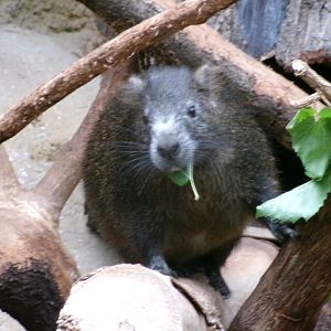 Desmarest's hutia