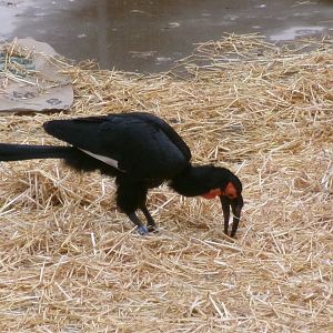 Southern ground hornbill