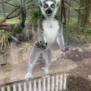 Ring-tailed lemur