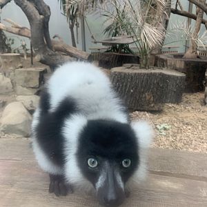 Black and white ruffed lemur