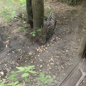 Indochinese clouded leopard