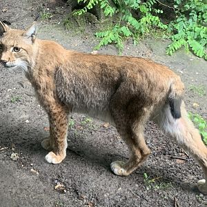 Northern lynx