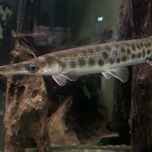 Spotted gar