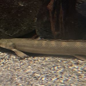Bichir ID?