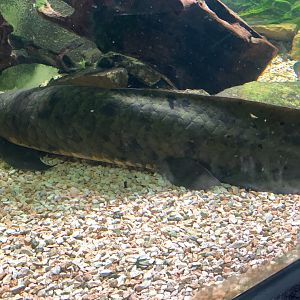 Australian lungfish