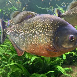 Red-bellied piranha