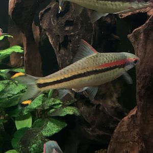 Red line torpedo barb