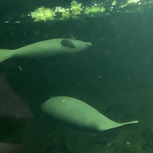 Antillean manatees