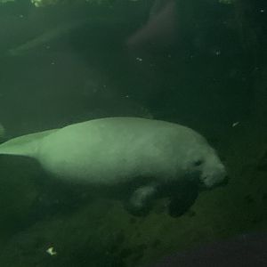 Antillean manatee