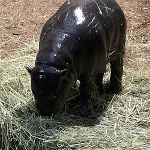 Pygmy hippopotamus