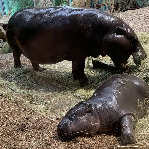 Pygmy hippos