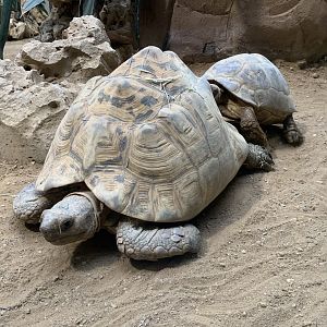 Leopard tortoises
